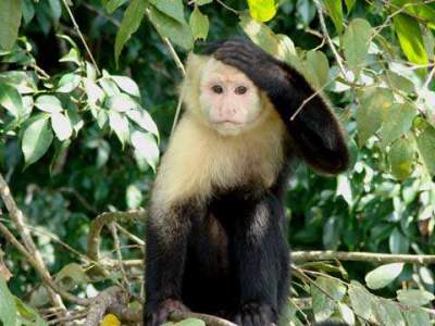 Carara National Park and Horseback