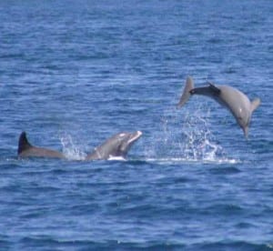 Gulf of Nicoya Whales and dolphins tour