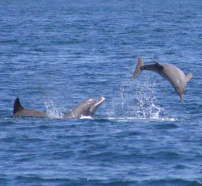 Gulf of Nicoya Whales and dolphins tour