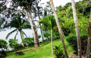 ocean view landscaping